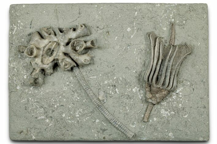 Fossil Crinoid (Macrocrinus) with Coral - Indiana #325644
